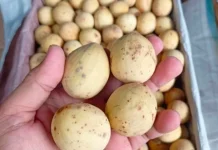 Cara Menyimpan Buah Duku agar Tidak Cepat Busuk