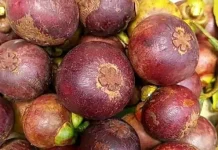 Cara Mengupas Buah Manggis agar Tidak Mengotori Tangan