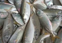 Cara Memilih Ikan Kembung Mentah Segar di Pasar