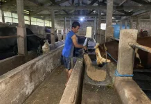 Sapi Berbobot 1,1 Ton Milik Peternak asal Banyubiru Dibeli Presiden Prabowo