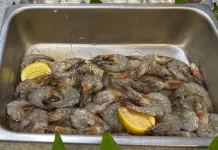 Udang, Sumber Protein Hewani Bernilai Gizi Tinggi