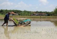 Hadapi Ancaman El Nino Godzilla, Petani Rembang Tak Ciut Berkat Bantuan Alsintan
