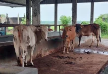 Sapi Kurban Laris Manis, Peternak di Pati Kebanjiran Order dari Jabodetabek