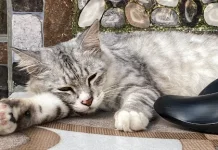 Kenapa Anabul Tidur Sepanjang Hari?  Ini Penjelasannya