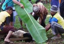 Tips Mengasah Pisau untuk Qurban agar Sesuai Syariat