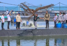 Budidaya Udang Kebumen Dipuji Presiden Berstandar Dunia, Gubernur: Prospek Bagus