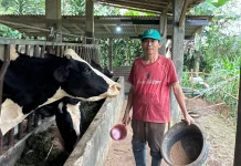 Potensi Sapi Perah Reban, Tingkatkan Ekonomi Lokal