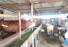 DPP Kendal Siapkan 42 Orang Petugas Pemeriksa Kesehatan Hewan Kurban