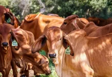 Tips Cerdas Pilih Hewan Kurban Berkualitas jelang Idul Adha