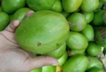 Tips Memilih Kedondong Bangkok yang Tidak Terlalu Asam