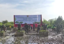 Hijaukan Pesisir, TNI-Pemkab Kendal Berkolaborasi lewat Penanaman 1.500 Mangrove