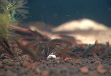 Rasbora Galaxy dan Daya Tariknya di Akuarium Aquascape