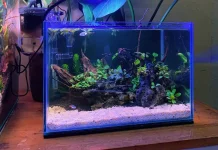Aturan Pemberian Makan Ikan Aquascape yang Wajib Dipahami Pemula
