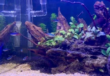 Alasan Neon Tetra Jadi Ikan Hias Favorit Pecinta Aquascape