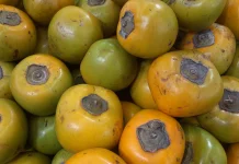Fakta Unik Buah Kesemek