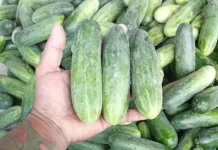 Tips Memilih Timun Baby yang Segar di Pasar