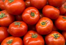 Tomat, Buah Segar Kaya Manfaat