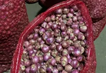 Kesalahan Umum saat Mengolah Bawang Merah