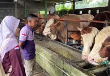 Tim Medis Pastikan Sapi Presiden Jenis Simental Reban di Batang Layak Dikurbankan