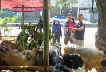Ekonomi Belum Stabil, Pedagang Kambing di Batang Akui Penjualan Turun 20 Persen