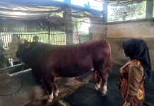 Sapi Berat Satu Ton Milik Mustaqim Dibeli Prabowo Subianto