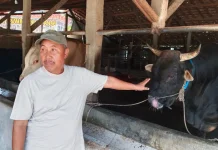 Sapi Jerjenis Brangus Dipilih Presiden Prabowo Buat Warga Kota Semarang