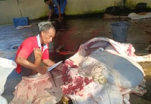 Higienis dan Sesuai Syariat, RPH Sambong Jadi Langganan Shohibul Qurban