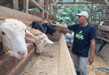 Jateng Miliki 706 Juru Sembelih Halal Bersertifikat, Dukung Ekosistem Halal