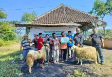 Iduladha Penuh Berkah, Perhutani Telawa Salurkan Kurban untuk Pekerja Lapangan