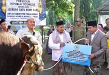Sapi Simental 1,1 Ton Bantuan Presiden Diserahkan di Kabupaten Pekalongan