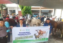 Iduladha 2026, USM Bagikan Kurban untuk Warga Terdampak Rob di Timbulsloko