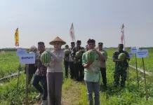 Kelola Lahan Tidur, Bumdes Sejahtera Desa Tanjungmojo Panen Perdana Buah Semangka