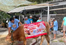 Kokola Group bersama Mamah Dedeh Salurkan Kurban Sapi Limosin