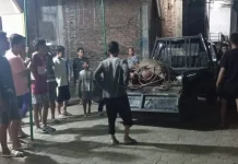 Kerbau Kurban Ngamuk, Dua Pengendara Motor Diseruduk