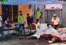 Jumlah Hewan Kurban Sapi di Rembang Menurun, Kambing-Domba Justru Meningkat