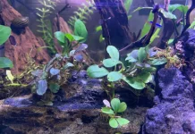 Mengenal Bucephalandra, Tanaman Aquascape dengan Tampilan Unik