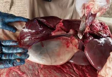 DKPPP Temanggung Amankan Organ Hewan Kurban Terinfeksi Cacing Hati