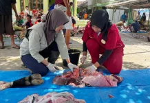 Ditemukan Cacing Hati dan Bercak Paru pada Hewan Kurban di Rembang
