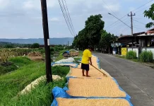 Harga Jagung di Kendal Bagus, Capai Rp6.000/Kg