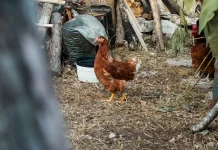 Ayam Jadi "Petugas" Pengolah Sampah, Cuker Komposter Tawarkan Solusi Food Waste