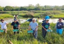 DLHP Purworejo Peringati Hari Lingkungan Hidup Sedunia dengan Tanam 350 Mangrove
