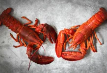 Rahasia Umur Panjang Lobster, Hewan dengan Kemampuan Perbaiki Sel Tubuh