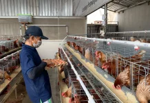 Panen Telur di Dalam Lapas Semarang, Warga Binaan Siapkan Bekal untuk Hidup Baru