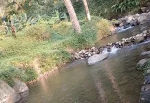 Sungai Jernih hingga Sawah Hijau, Desa Pakis Jadi Pilihan Wisata Alam di Kendal
