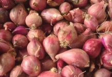 Cara Menyimpan Bawang Merah agar Tidak Cepat Busuk