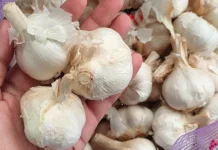 Cara Menyimpan Bawang Putih agar Tidak Cepat Bertunas