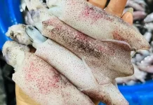 Cara Membersihkan Cumi-Cumi dengan Mudah dan Cepat