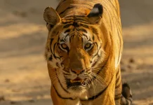 Auman Harimau Dapat Terdengar hingga Lebih dari Tiga Kilometer