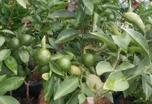 Tips Membuat Tanaman Jeruk Pecel Berbuah Lebih Banyak