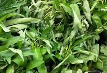 Kangkung, Sayur Hijau Kaya Nutrisi